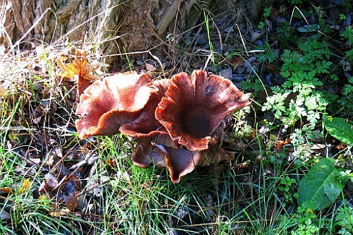 Vennenbos (15)